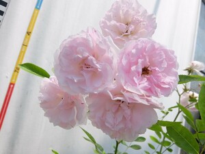 * rose seedling *ClF* pink summer snow *toge. little no .....! 7 number 