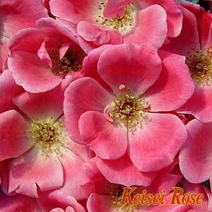 * роза рассада *F* розовый knock наружный * очень цветок имеется . хорошо, весна из первый зима до .. продолжать.! 6 номер столица .