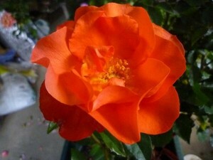 ★バラ苗★Ｆ★Ｂ品★　プリンセス ミチコ　◎オレンジ色と丸みを帯びた花弁のバランスがすばらしい♪　６号