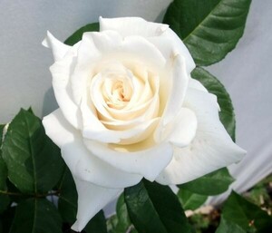 ★バラ苗★ＨＴ★　パスカリ　◎雨にも強く、花立ち良く白色切花用種の定番です♪　６号