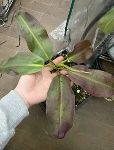 N.rajah Tambuyukon ウツボカズラ Nepenthes ネペンテス 食虫植物 観葉植物