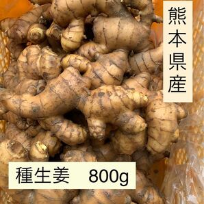 熊本県産　種生姜　800g 