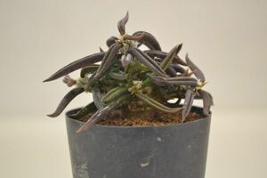 ユーフォルビア　キリンドリフォリア　EUPHORBIA cylindrifolia