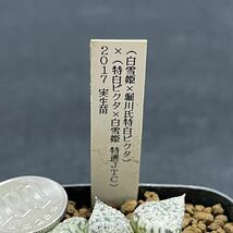 多肉植物　ハオルチア　(白雪姫×堀川氏特白ピクタ)×(特白ピクタ×白雪姫　特選J TC) 2017年オリジナル実生苗_画像3