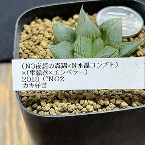 多肉植物 ハオルチア (夜想の森錦×N水晶コンプト)×(雫絵巻×エンペラー)2018実生選抜 CNO2 初出品 特選苗の画像4