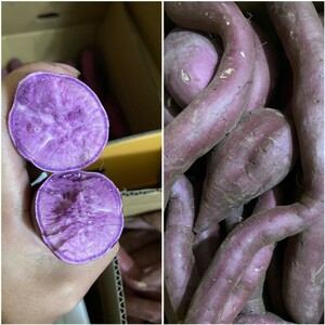  Chiba prefecture production sweet potato silk sweet 3kg+ purple corm 2Kg
