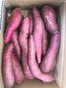 o bargain sweet potato,. is ... - .. box included 5kg