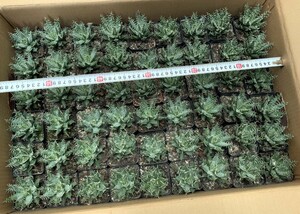 エリナケア Aloe erinacea 稀少アロエ 54株