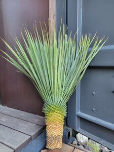 ユッカ ロストラータ　Yucca rostrata　【検索】 ユッカ　ドライガーデン　rostrata　Yucca　