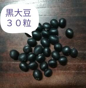 【　黒大豆　黒豆　黒ダイズ　30粒　】　晩生　枝豆も美味　/　自然栽培　自然農法　在来種　昨季 自家採種　送料73円～