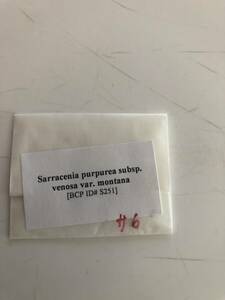 【輸入種子】サラセニア　プルプレア　ベルノーサ　モンタナ　種子10粒　Sarracenia purpurea 