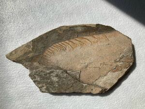 anomaroka squirrel super large attached .la Dio Don ta kind. fossil specimen yuta. we la-. rock bar jes Monstar 
