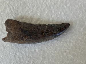  Golgo saurus4 centimeter. large tooth fossil tilanosaurus.. rare kind montana. production 