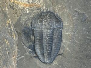 モドキア ブレヴィスピナ　北米産希少種の大型完全体標本　カンブリア紀三葉虫　化石　ユタ州