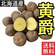 おでんに最適　北海道産　黄爵　コンパクトボックス箱込み1.5キロ 送料無料_画像1