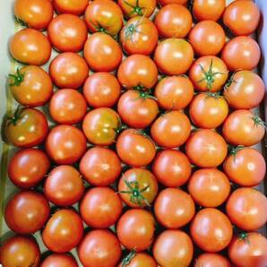 高知県産 夜須のフルーツトマト 12玉から20玉前後 コンパクトボックス送料無料の画像3