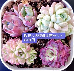 桜祭り大特価★新入荷★韓国苗★ 4苗セット★可愛い紅葉超美苗★多肉植物★エケベリア