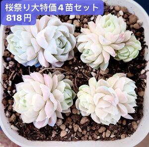 桜祭り大特価★新入荷★韓国苗★ 4苗セット★超可愛い紅葉超美苗★多肉植物★エケベリア