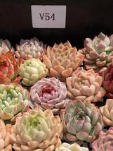 52株　V54　多肉植物 エケベリア属　Echeveria DC 　ベンケイソウ科　交雑種類　超美苗 サボテン 観葉植物 花 レア種_画像5