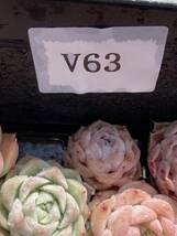 54株　V63　多肉植物 エケベリア属　Echeveria DC 　ベンケイソウ科　交雑種類　超美苗 サボテン 観葉植物 花 レア種_画像6