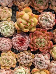 63株　V73　多肉植物 エケベリア属　Echeveria DC 　ベンケイソウ科　交雑種類　超美苗 サボテン 観葉植物 花 レア種