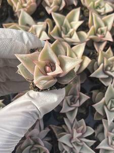 105株　S25-5　多肉植物 エケベリア　　ギョーザの皮　　　超美苗 サボテン 観葉植物 花 園芸　レア種 土と根付きで