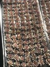 105株 V615-3多肉植物 エケベリア　　バラのミートソース　　超美苗 サボテン 観葉植物 花 園芸　レア種　　土と根付きで_画像4