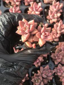 72株 T652-6多肉植物 エケベリア　　姫朧月　　超美苗 サボテン 観葉植物 花 園芸　レア種 土と根付きで