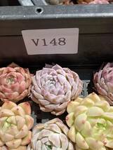 63株　V148　多肉植物 エケベリア属　Echeveria DC 　ベンケイソウ科　交雑種類　超美苗 サボテン 観葉植物 花 レア種_画像6