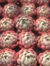 24株 V380 多肉植物 エケベリア 香思雪です 超美苗 サボテン 観葉植物 花 園芸　レア種_画像2