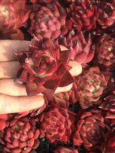 27株 V525 多肉植物 エケベリア 赤石 超美苗 サボテン 観葉植物 花 園芸　レア種