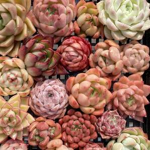 65株 W136株 多肉植物 エケベリア属 Echeveria DC  ベンケイソウ科 交雑種類 超美苗 サボテン 観葉植物 花 レア種65株セットの画像3