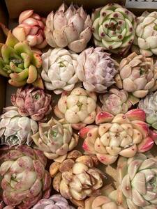 48株　X129　多肉植物 エケベリア属　Echeveria DC 　ベンケイソウ科　交雑種類　超美苗 サボテン 観葉植物 花 レア種 