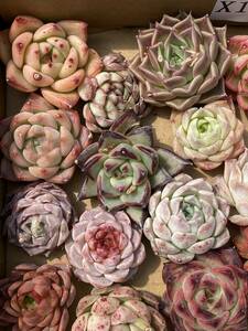 36株　X131　多肉植物 エケベリア属　Echeveria DC 　ベンケイソウ科　交雑種類　超美苗 サボテン 観葉植物 花 レア種 