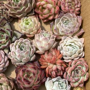 36株 X131 多肉植物 エケベリア属 Echeveria DC  ベンケイソウ科 交雑種類 超美苗 サボテン 観葉植物 花 レア種 の画像4