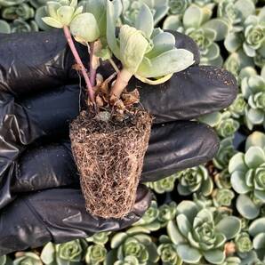 128株 X57-2多肉植物 エケベリア ハスの葉超美苗 サボテン 観葉植物 花 園芸 レア種 土と根付きでの画像2