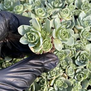 128株 X57-2多肉植物 エケベリア ハスの葉超美苗 サボテン 観葉植物 花 園芸 レア種 土と根付きでの画像1