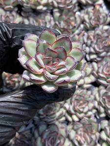 105株 W12-5多肉植物 エケベリア霊隠し超美苗 サボテン 観葉植物 花 園芸　レア種 土と根付きで