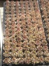 105株 V619-6多肉植物 エケベリア　　ミダ　　超美苗 サボテン 観葉植物 花 園芸　レア種　　土と根付きで_画像4