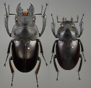  Latte . pen varnish gloss stag beetle Odontolabis latipennis pair (*si belt island, * Sim rue island )[ specimen ]