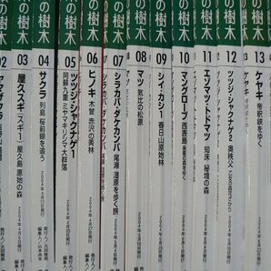 0C3B6 週刊 日本の樹木 全30巻セット 一部とじ込み付録付 白神山地を歩く/ヤマザクラ/伊豆大島 恋の花 2004年 学研の画像2