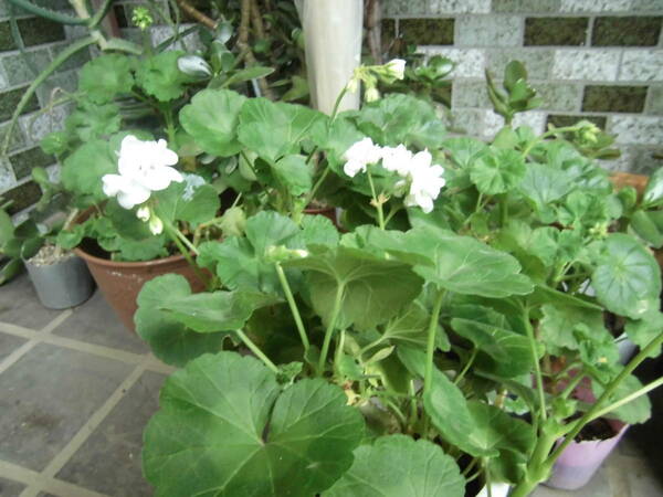 G観葉植物☆彡ゼラニューム☆ホワイト彡彡寄せ植えに☆彡ガーデニング