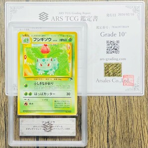 【ARS10+/10】サザンアイランド トゲピー フシギソウ ラッタ Togepi Ivysaur Raticate 3枚セット 旧裏 プロモ 鑑定書付属 ARS鑑定10+の画像5