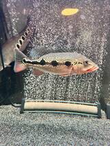 キクラ　フォーゴ　ワイルド　熱帯魚　古代魚 限定1匹　発良好　アロワナ　混泳　約20cm_画像3