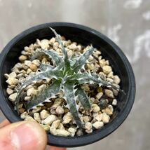 ［Pof］Dyckia Little Wing ディッキア・リトルウィング_画像2