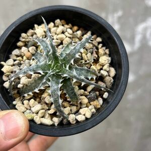 ［Pof］Dyckia Little Wing ディッキア・リトルウィング