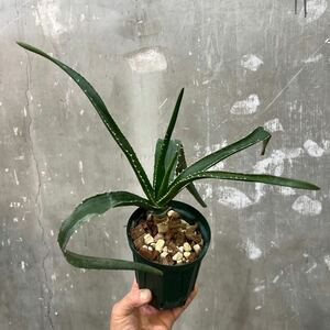 ［Pof］Aloe tongaensis 'Medusa' アロエ・トンガエンシス・メデューサ