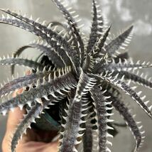 ［Pof］Dyckia Jaws x 4ojs xxx1-3 ディッキア・ジョーズx フォースオブジェライシリーズ xxx1-3_画像3