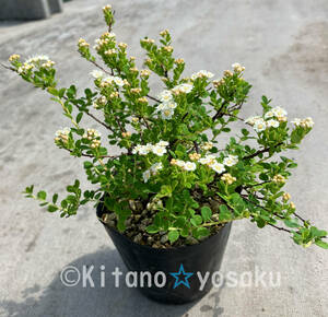 ... circle leaf under wild grasses (ezono maru ba* spiraea japonica saw )* rose .3.5 size poly- pot cultivation 