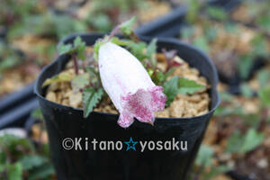  stone .. sack (isidate* ho tarub black )* Chinese bellflower .3 size poly- pot cultivation * blooming time 6 month ~